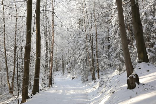 Forest path among the trees covered with snow on a sunny morning