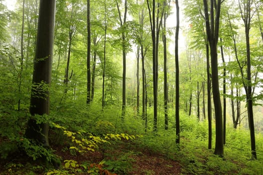 Beech trees in autumn forest on a foggy, rainy weather