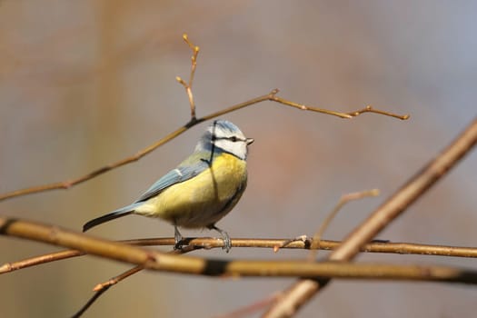 Blue tit - Parus caeruleus in the autumn forest
