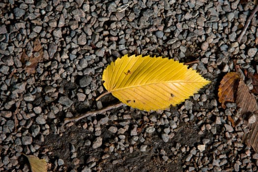 Close-up of a leaf on a concrete surface