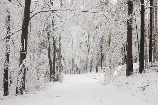 Forest path among the trees covered with snow on a sunny morning