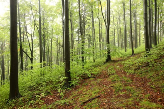 Beech trees in autumn forest on a foggy, rainy weather