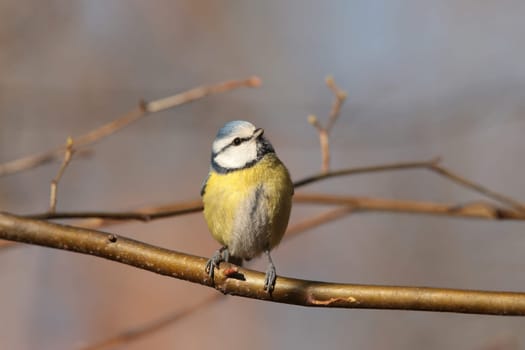 Blue tit - Parus caeruleus in the autumn forest