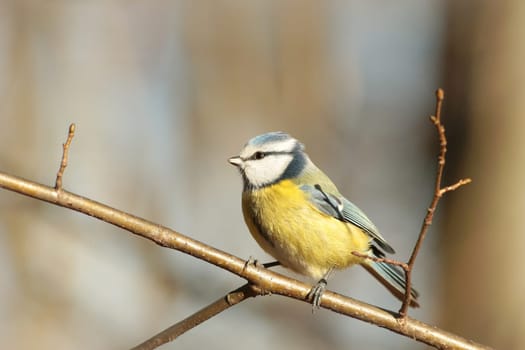 Blue tit - Parus caeruleus in the autumn forest
