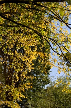 Low angle view of tree branches