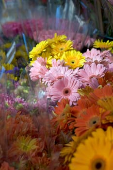 Close-up of flowers