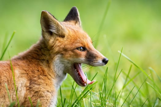 Young red fox, vulpes vulpes, yawning on grass in summer in close up. Baby orange animal with open mouth on green pasture in detail. Immature mammal with tongue out on meadow.