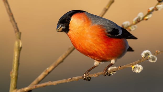 Male eurasian bullfinch, pyrrhula pyrrhula, with red feathers perched on blooming willow branch in springtime nature. Sunlit colorful bird on a twig from front view looking into camera.