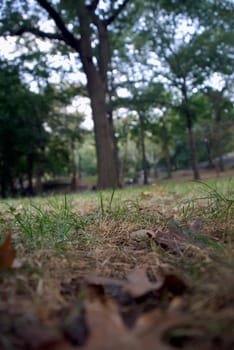 Grass in a park