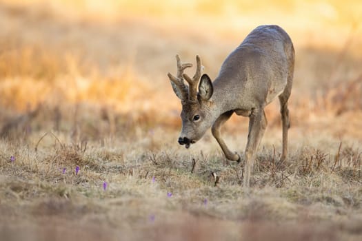 Roe deer, capreolus capreolus, with antlers covered in velvet walking on meadow in mountains. Animal wildlife sniffing on dry field in spring sunlight. Mammal with growing antlers searching in grass.