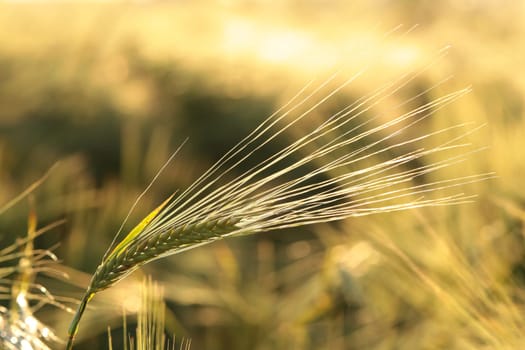 Ear of wheat in the field at dusk