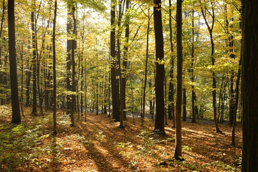 Autumn beech forest located on the mountain slope illuminated by the late sun