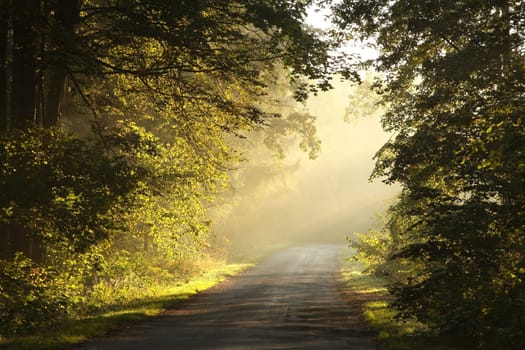 A forest path among oak trees on a misty autumn morning