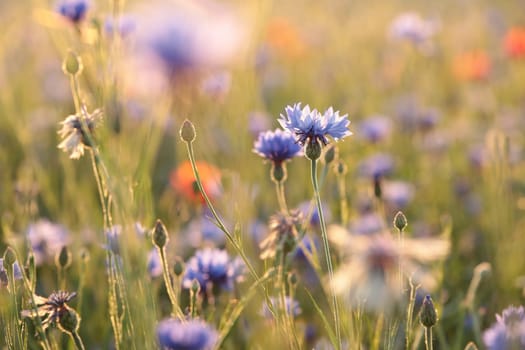Cornflower in the field at dusk