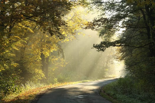 A forest path among oak trees on a misty autumn morning