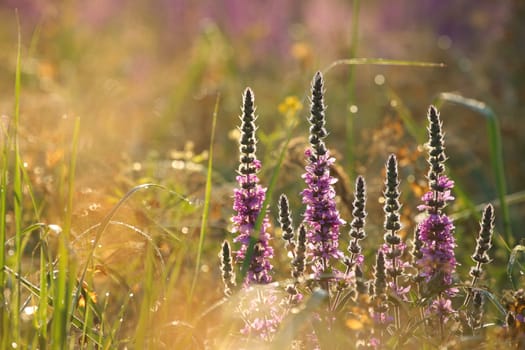 Loosestrife - Lythrum salicaria on a meadow at dawn