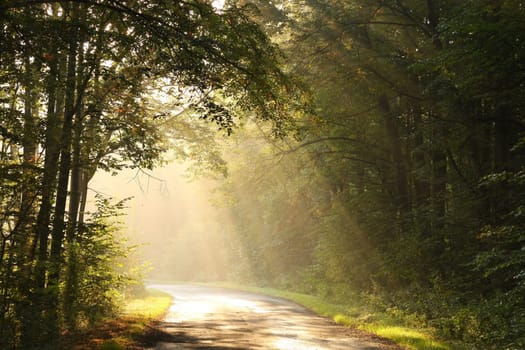 A forest path among oak trees on a misty autumn morning