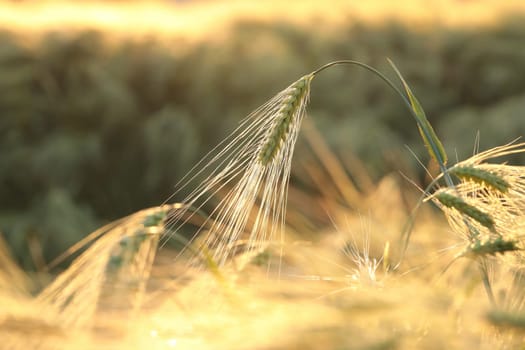 Ear of wheat in the field at dusk