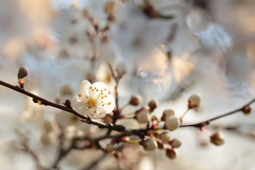 Spring flowers blooming on a tree