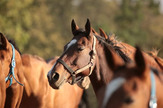 Horses in a pasture on a background of autumn trees