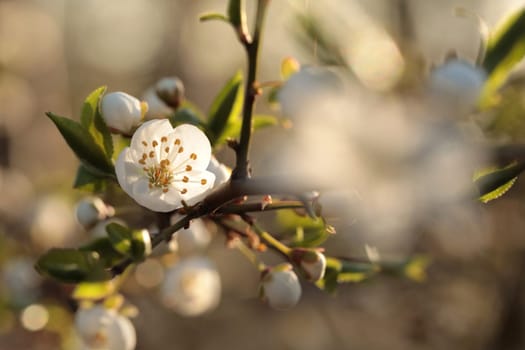 Spring flowers blooming on a tree
