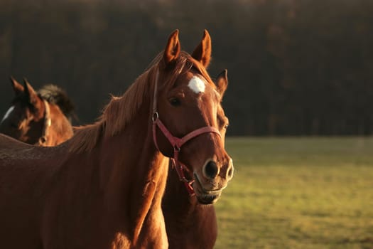 Horses in a pasture on a background of autumn trees