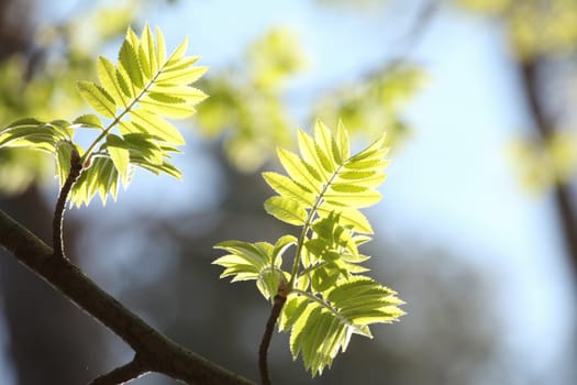 Spring leaves in the forest