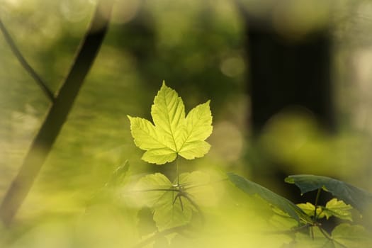 Spring maple leaves in the forest