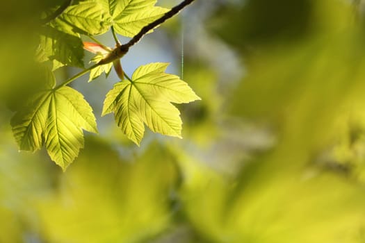 Spring maple leaves in the forest