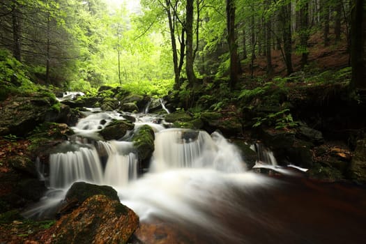 Forest stream flowing down from the mountains