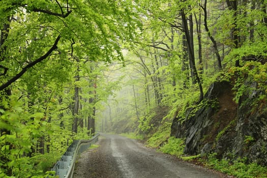 Trail through the spring deciduous forest in foggy rainy weather