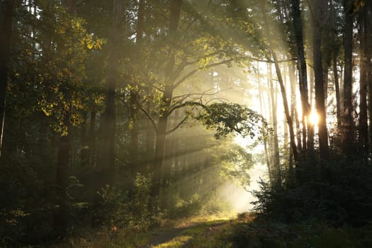 Trail through a coniferous forest during sunrise in foggy weather