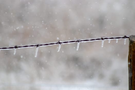 Ice covered barb wire fence in snow fall . High quality photo