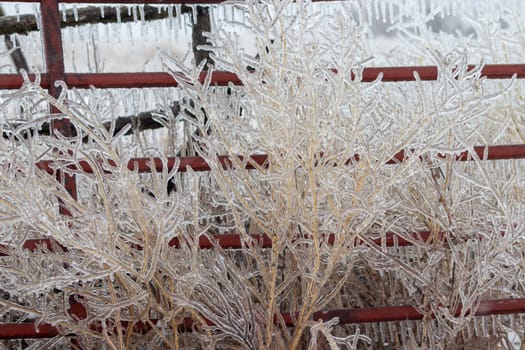 Ice covered tall grass in front of fencing . High quality photo