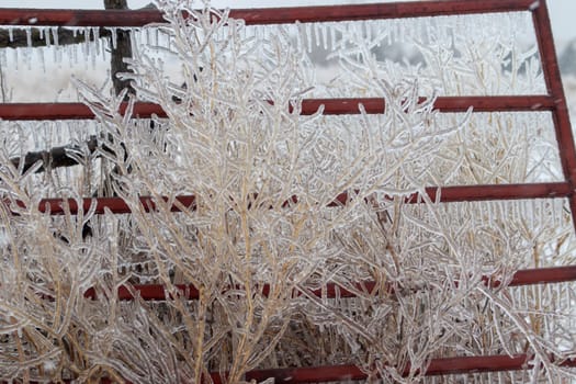 Ice covered tall grass in front of fencing . High quality photo