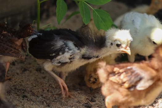 Young baby Polish Bantam hen chick in the sand . High quality photo