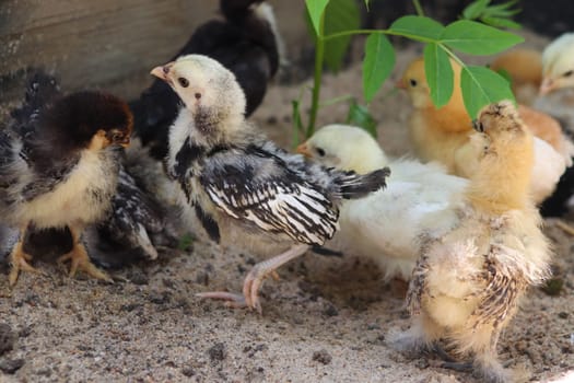 Group of Young baby Bantam chick in the sand . High quality photo