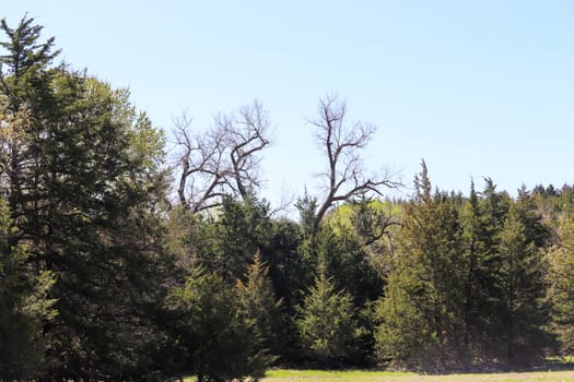 bunch of big cedar trees with a tall cotton wood tree in the middle I think it looks like deer antlers. High quality photo