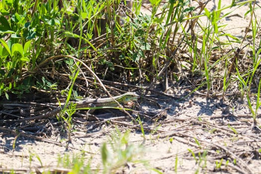 Sand lizard along the river in Nebraska. High quality photo