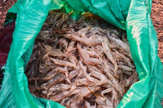 A full bag of shrimp. Fishing catch. There's a shrimp in the bag.