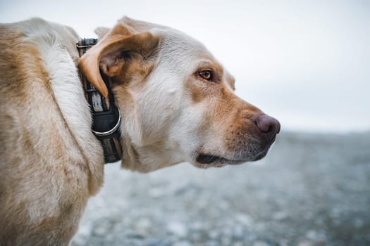 A bigger red-haired dog in a collar looks around.