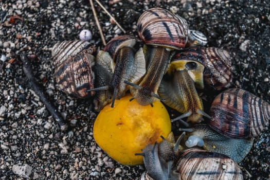 The snails eat an orange. Feeding large snails with citrus fruits.