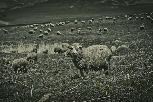 Sheep graze in a mountain valley. mountain pasture for sheep herds