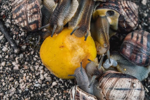 The snails eat an orange. Feeding large snails with citrus fruits.
