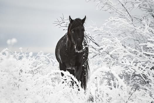 A black horse among grass and trees in the snow. A horse in winter in the snow.
