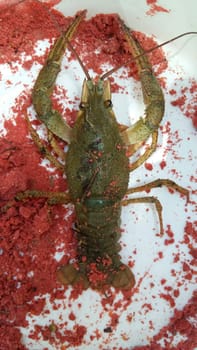Live river cancer in a plate. Crustacean river cancer.