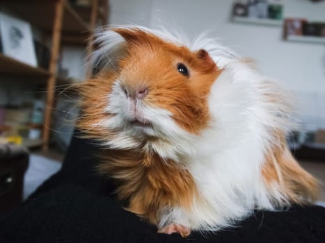 Homemade hamster, cute home rodent. Homemade hamster, cute home rodent.