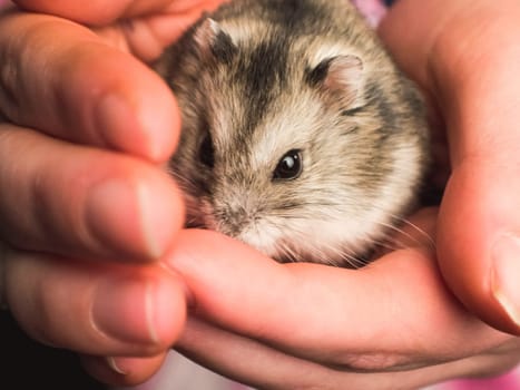 domesticated hamster in the human hand. homemade rodent.