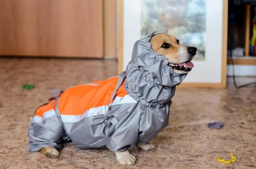 The dog in his clothes. A jacket for a dog. Fitting clothes.