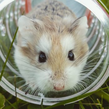 A homemade hamster in a cage in a wheel. Domestic rodents.